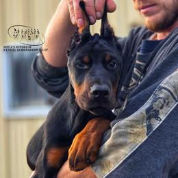 Lada - Black and rust female Doberman Pinscher puppy in China Township, Michigan from Snell's Superior Kennel Dobermann & GSP