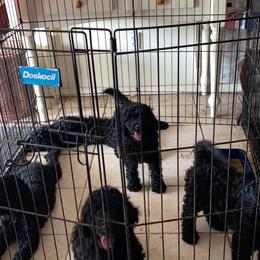 Goldendoodle Puppies from Zeusthemoosedoodles