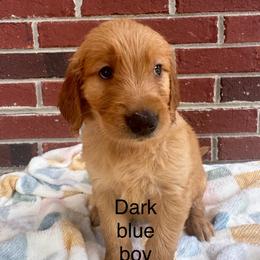 Dark blue boy - Golden male Golden Retriever puppy in Buchanan, Georgia from Morgan’s Heart of Gold Retrievers