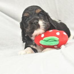 Cocker Spaniel Puppies from Minster Cocker Spaniels