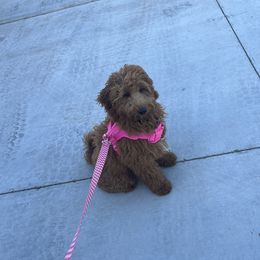 Whiskey - Goldendoodle