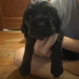 Blk 1 collar 8 lime green - Black male Cocker Spaniel puppy in Columbia, South Carolina from Fleur de Lis Cockers- Cuchna Cockers