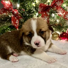 Prince Louis - White and red Pembroke Welsh Corgi puppy in Dickinson, Texas from Gulf Coast Corgis