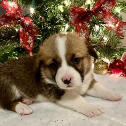 Prince Louis - White and red Pembroke Welsh Corgi puppy in Dickinson, Texas from Gulf Coast Corgis