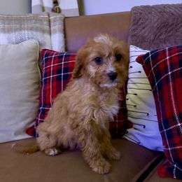 Noelle - Apricot female Cavapoo puppy in Bozrah, Connecticut from Cedar Creek Farm