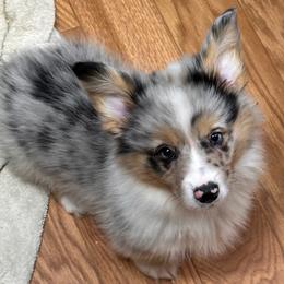 Tucker - Blue merle and white male American Corgi puppy in Hico, Texas from Chisholm Trail Kennels