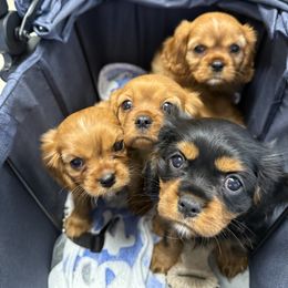 Cavalier King Charles Spaniel Puppies from Reynolds Farms Cavaliers