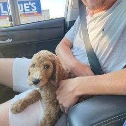 Bernedoodle and Goldendoodle Puppies from Owen Doodles