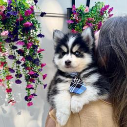 Buzz - Black and white male Pomsky puppy in Venus, Pennsylvania from Hemlock Pines Pomsky