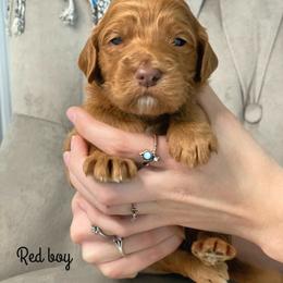 Bernedoodle and Goldendoodle Puppies from Doodling All Day Goldendoodles & Bernedoodles