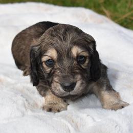 Boy 3 - Dachshund puppy in Coeur D Alene, Idaho from Discovery Dachs