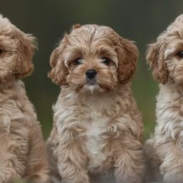 Cavapoos from SoCal Cavapoo's