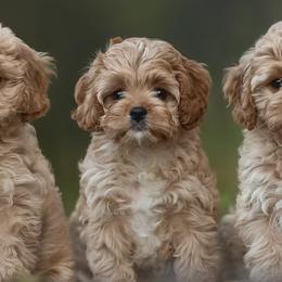 Cavapoos from SoCal Cavapoo's