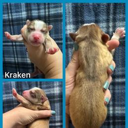 Kraken - Red and white male Siberian Husky puppy in Parma, Ohio from Sirius Siberian Huskies