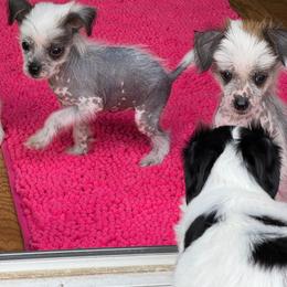 Hairless boy - Black and white male Chinese Crested puppy in Capac, Michigan from Puddles Palace Puppies