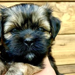 Lhasa Apso Puppies from Florida Lhasa Apso