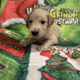 Donna Lou Who:Neon Green collar - Golden female Golden Retriever puppy in Monterey, Tennessee from Lawson’s Green Acres Goldens and Mini Dachshunds