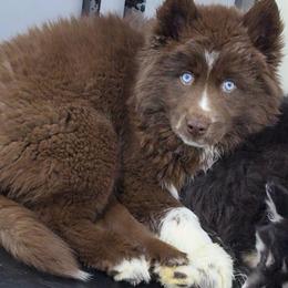 Abbie - Red and white female Siberian Husky puppy in East Tawas, Michigan from BurnsBerg's Woolies