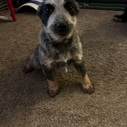 Australian Cattle Dog Puppies from Christensen Heelers