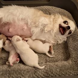 Boy 1 - Cream male Chihuahua puppy in Allentown, Pennsylvania from Tsunami Cockers & Chihuahuas