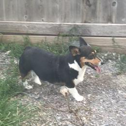 Cinder - Pembroke Welsh Corgi