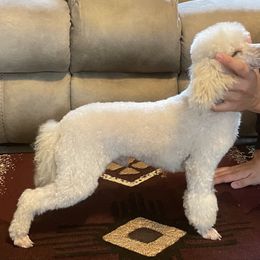 Poppe’ - Poodle