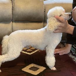 Poppe’ - Poodle