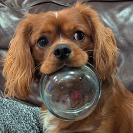 Pippin - Cavalier King Charles Spaniel