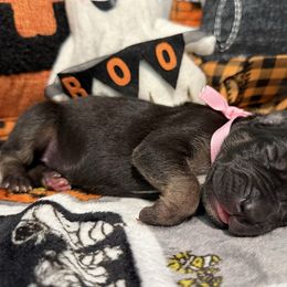 Endora - Black female Great Dane puppy in Altoona, Alabama from Sovereignty Woods Great Danes