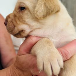 Labrador Retriever Puppies from Pleasant Valley Creekside Ranch, LLC