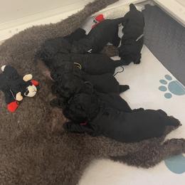 Purple-Violet - Black female Poodle puppy in Hamilton Square, New Jersey from Sweet Standards