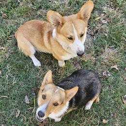 Pembroke Welsh Corgi puppies from Holloway Corgis
