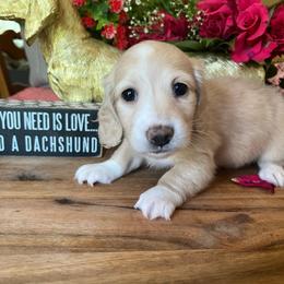 Chickie - Cream female Dachshund puppy in Perryville, Maryland from Heavenly Heritage Dachshunds and Doods