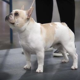 French Bulldogs from Möbius Strip Frenchies