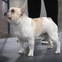 French Bulldogs from Möbius Strip Frenchies