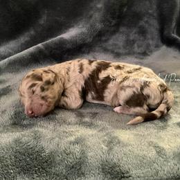 Gloves - Merle female Sheepadoodle puppy in Cleveland, Georgia from Jam's Doodles And Poodles