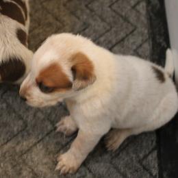 Rick - Red mottled male Australian Cattle Dog puppy in Casa Grande, Arizona from Sonoran Dogz