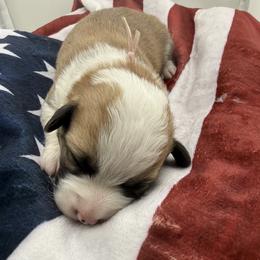 Pink ID Girl - Red female Pembroke Welsh Corgi puppy in Barling, Arkansas from Soaring Eagle Corgis