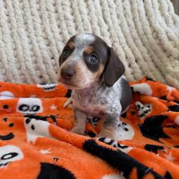 Chocolate And Tan Piebald Male 2 - Piebald male Dachshund puppy in Blackstone, Virginia from Cheyenne's Dachshunds
