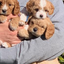 Cavapoo and Cockapoo Puppies from Disney Doodles