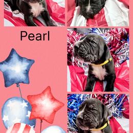 Pearl - Black and white female Great Dane puppy in Gonzales, Louisiana from Anstatt House Of Danes