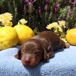 Dachshund Puppies from M & M Doxies