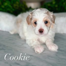 Cookie - Brown and white female Bernedoodle puppy in West Jordan, Utah from Doodles Friend