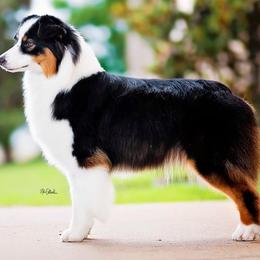 CH Riverlook Ready Aim Fire Barrett - Australian Shepherd
