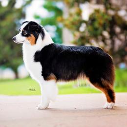 CH Riverlook Ready Aim Fire Barrett - Australian Shepherd