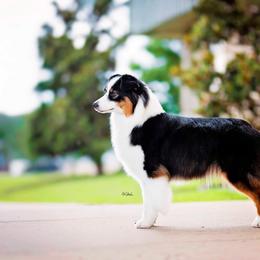 CH Riverlook Ready Aim Fire Barrett - Australian Shepherd