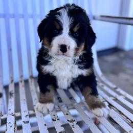Fergus - Black rust and white male Bernese Mountain Dog puppy in Enterprise, Utah from High Desert Bernese
