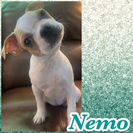 Nemo - Seal and white male Boston Terrier puppy in Brazos Point, Texas from TX Southern Belle Boston Terriers