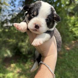Caramel - Black and white female American Corgi puppy in Foreman Ar., Arkansas from Grassy Lake Corgis