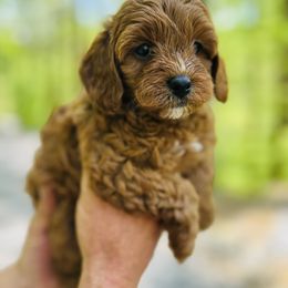 Girl 3 - Red Cavapoo puppy in Natural Bridge, Virginia from Rockbridge Puppies